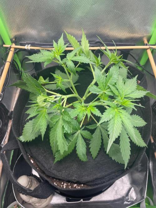 FBuds x Biobizz 2.0. Week 2