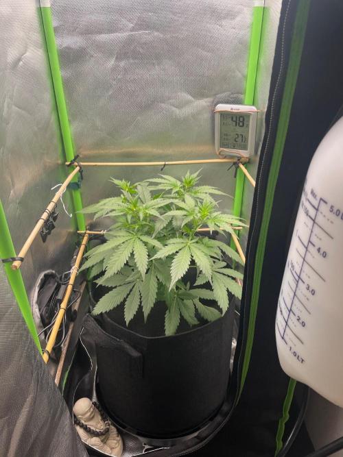 FBuds x Biobizz 2.0. Week 3