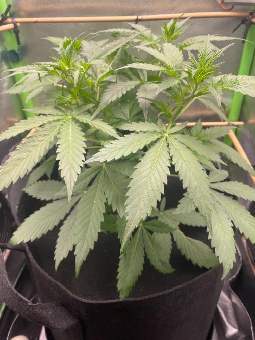FBuds x Biobizz 2.0. Week 3