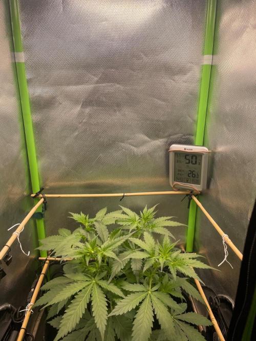 FBuds x Biobizz 2.0. Week 3