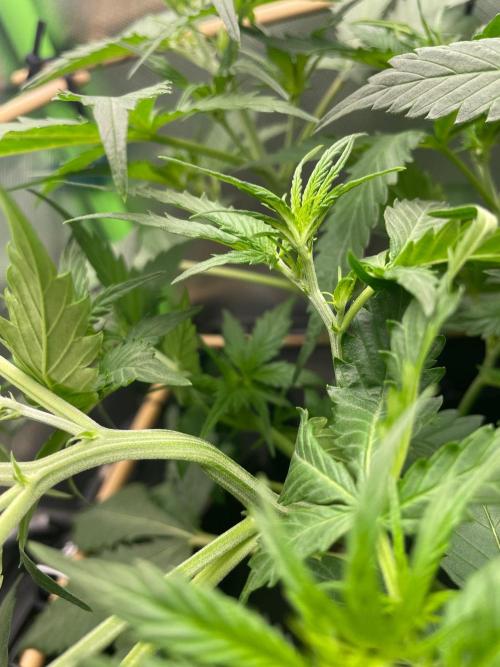 FBuds x Biobizz 2.0. Week 4