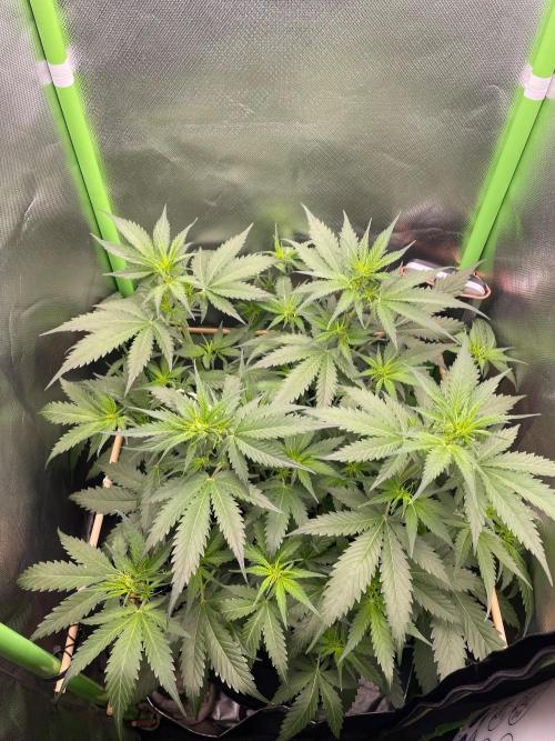 FBuds x Biobizz 2.0. Week 4