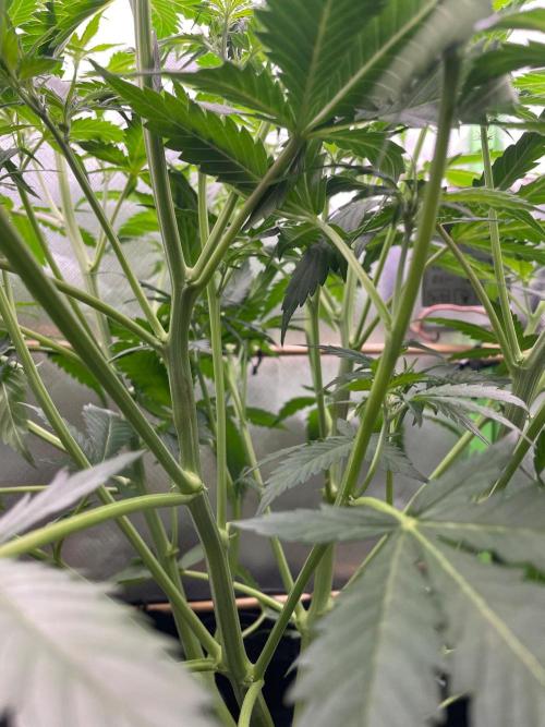 FBuds x Biobizz 2.0. Week 4
