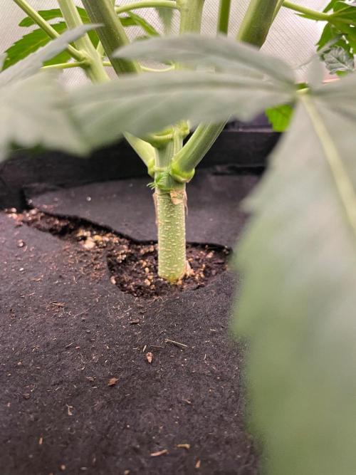 FBuds x Biobizz 2.0. Week 4