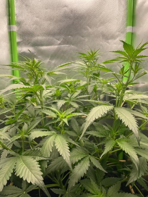 FBuds x Biobizz 2.0. Week 4