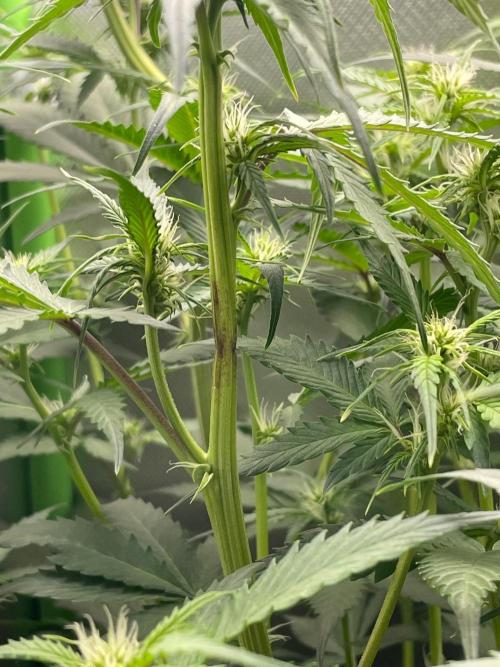 FBuds x Biobizz 2.0. Week 5