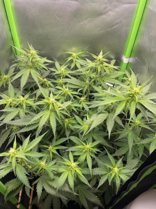 FBuds x Biobizz 2.0. Week 5
