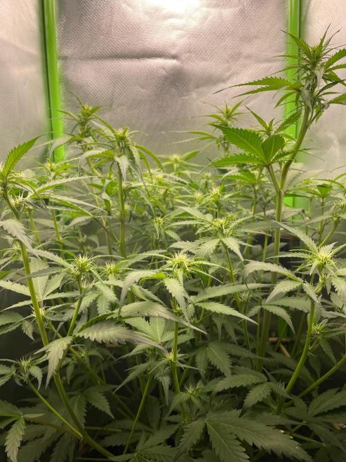 FBuds x Biobizz 2.0. Week 5
