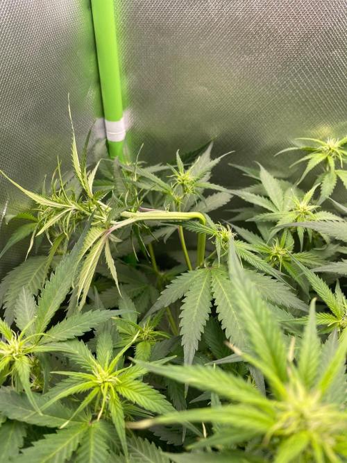 FBuds x Biobizz 2.0. Week 5