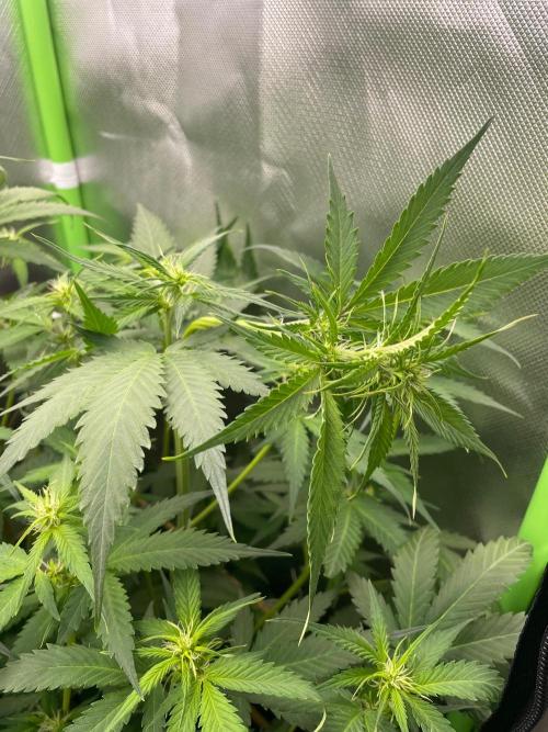 FBuds x Biobizz 2.0. Week 5