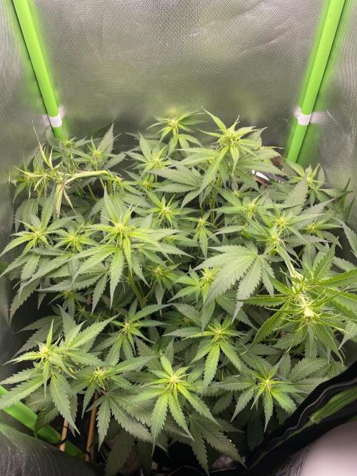 FBuds x Biobizz 2.0. Week 5