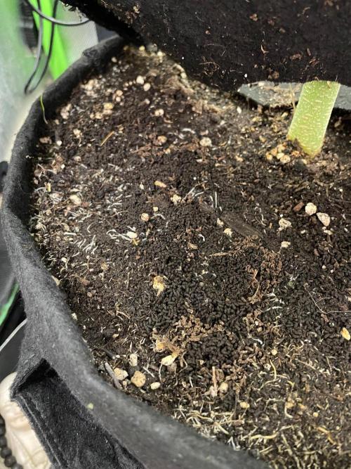 FBuds x Biobizz 2.0. Week 6
