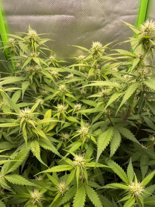 FBuds x Biobizz 2.0. Week 6