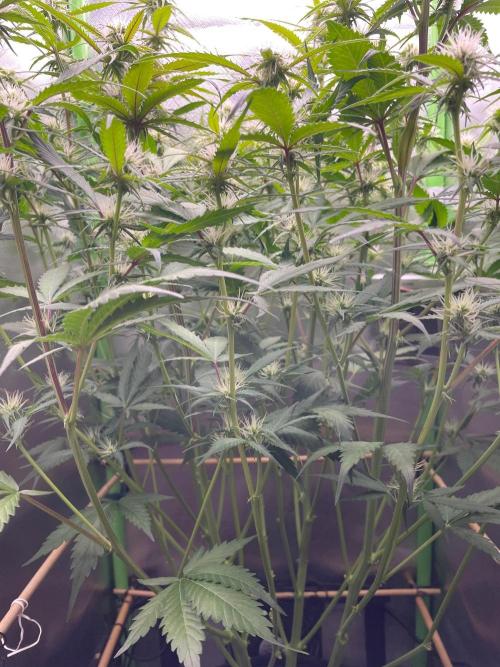 FBuds x Biobizz 2.0. Week 6