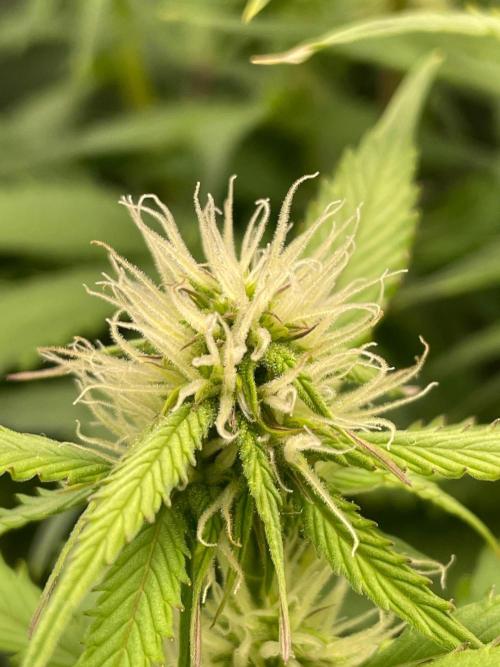 FBuds x Biobizz 2.0. Week 6