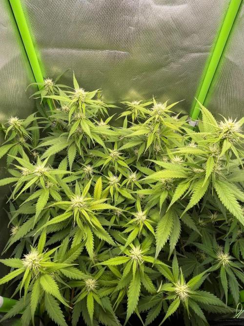 FBuds x Biobizz 2.0. Week 6