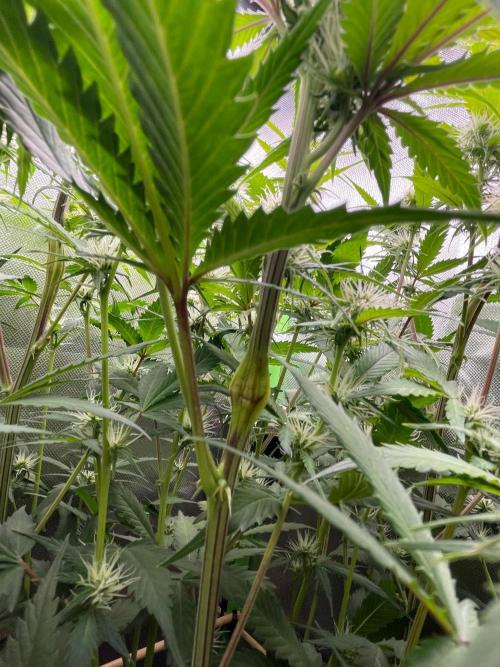 FBuds x Biobizz 2.0. Week 6