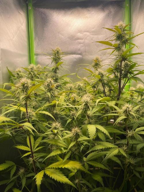 FBuds x Biobizz 2.0. Week 7