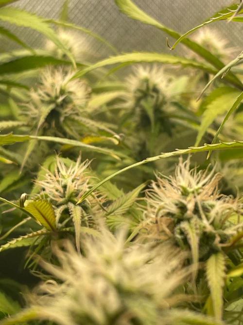 FBuds x Biobizz 2.0. Week 7