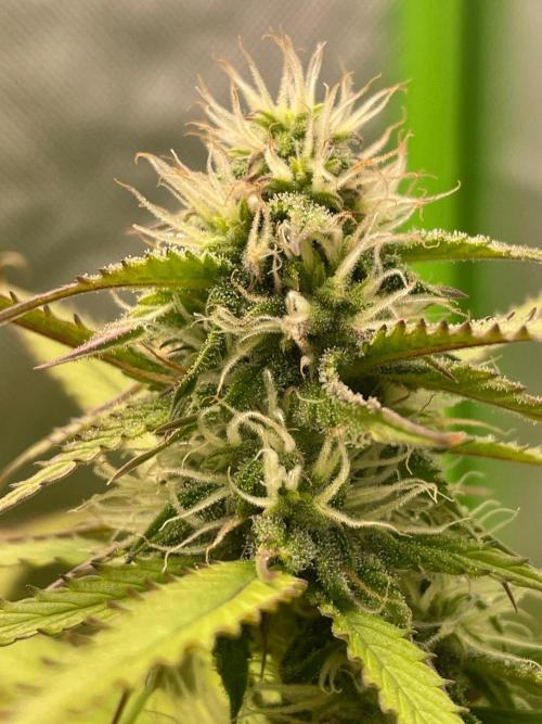 FBuds x Biobizz 2.0. Week 7