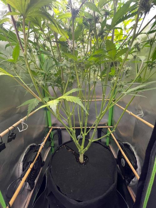 FBuds x Biobizz 2.0. Week 7