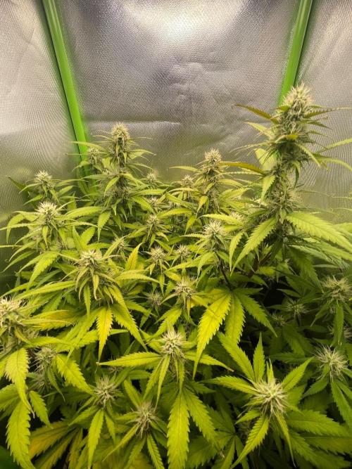 FBuds x Biobizz 2.0. Week 7