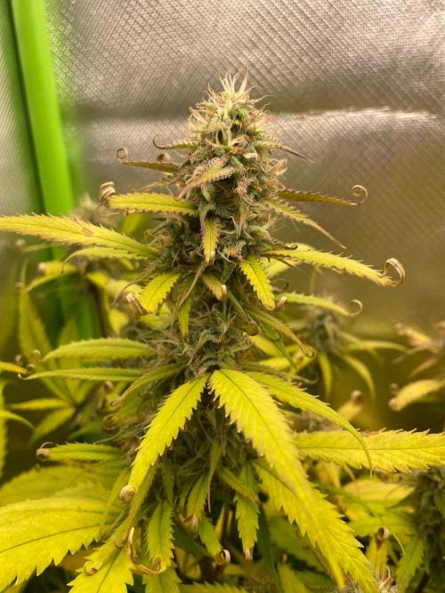 FBuds x Biobizz 2.0. Week 8