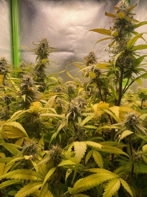 FBuds x Biobizz 2.0. Week 8