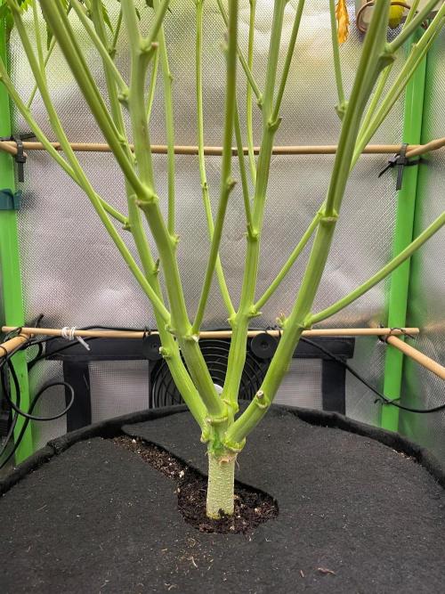FBuds x Biobizz 2.0. Week 8