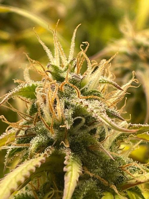 FBuds x Biobizz 2.0. Week 8