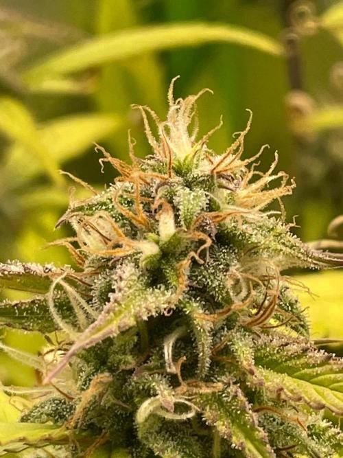 FBuds x Biobizz 2.0. Week 8