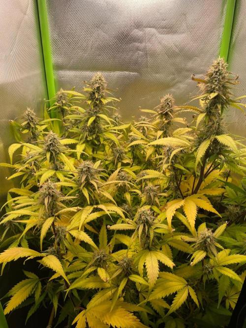 FBuds x Biobizz 2.0. Week 8