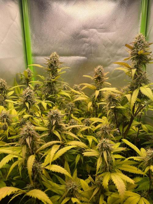 FBuds x Biobizz 2.0. Week 8