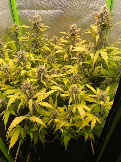 FBuds x Biobizz 2.0. Week 8