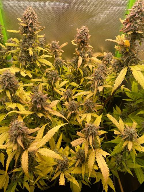 FBuds x Biobizz 2.0. Week 9