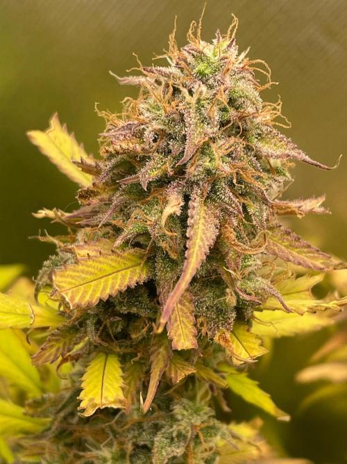 FBuds x Biobizz 2.0. Week 9