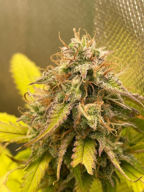 FBuds x Biobizz 2.0. Week 9