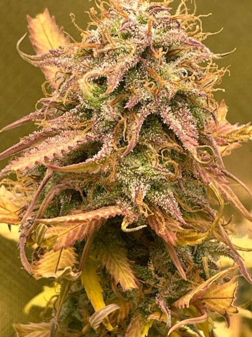 FBuds x Biobizz 2.0. Week 9