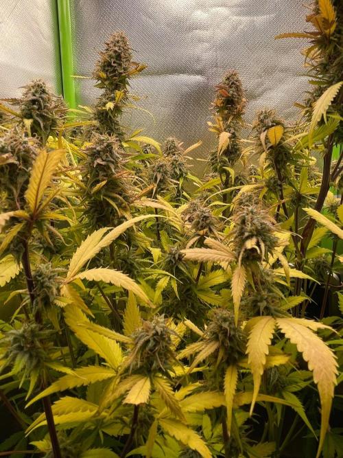 FBuds x Biobizz 2.0. Week 9