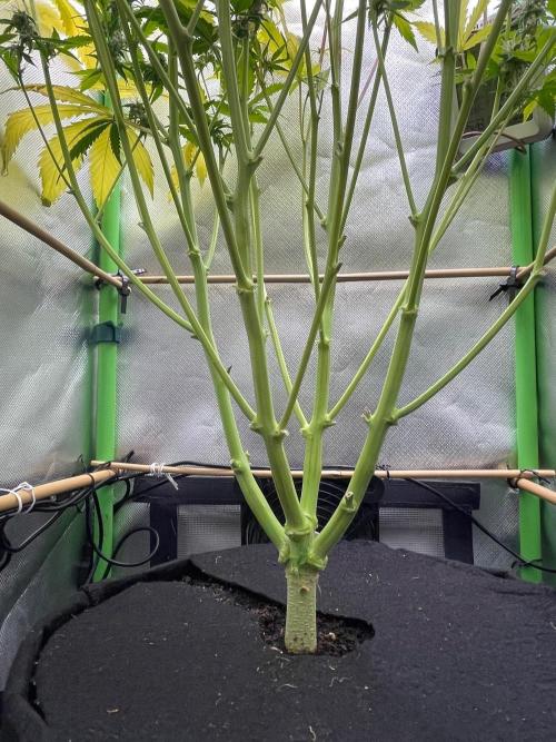 FBuds x Biobizz 2.0. Week 9