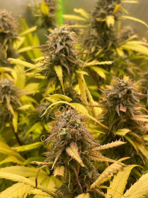 FBuds x Biobizz 2.0. Week 9
