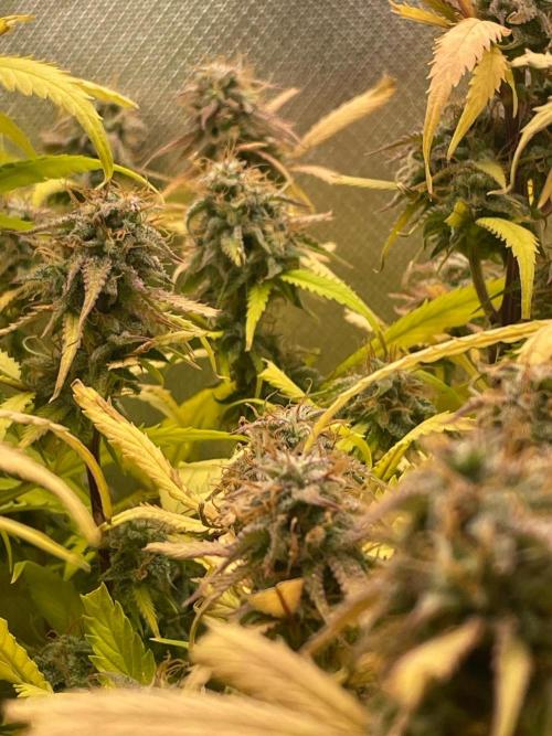 FBuds x Biobizz 2.0. Week 9