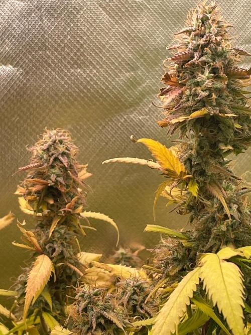 FBuds x Biobizz 2.0. Week 9