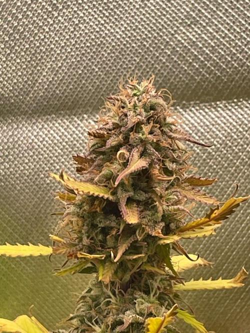 FBuds x Biobizz 2.0. Week 9