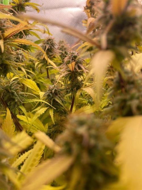 FBuds x Biobizz 2.0. Week 9