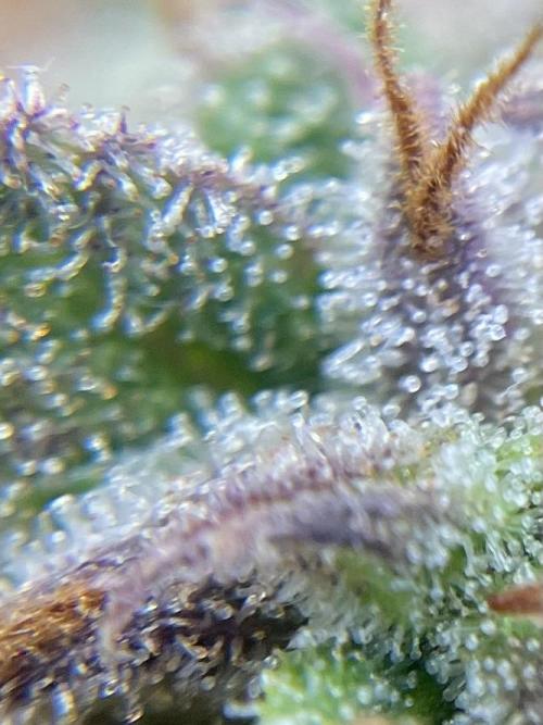 FBuds x Biobizz 2.0. Week 10