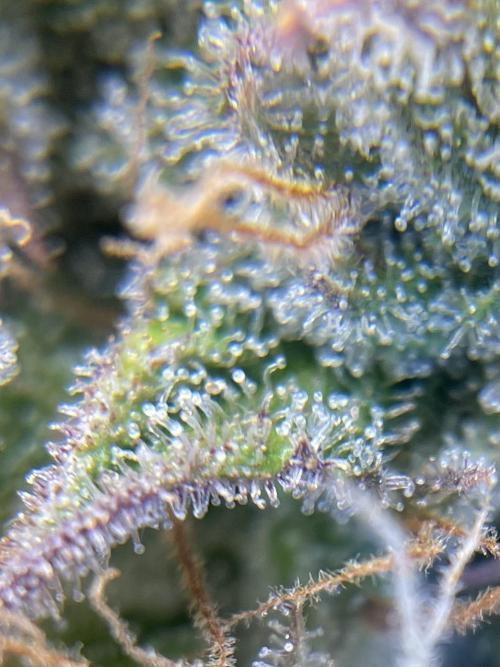 FBuds x Biobizz 2.0. Week 10