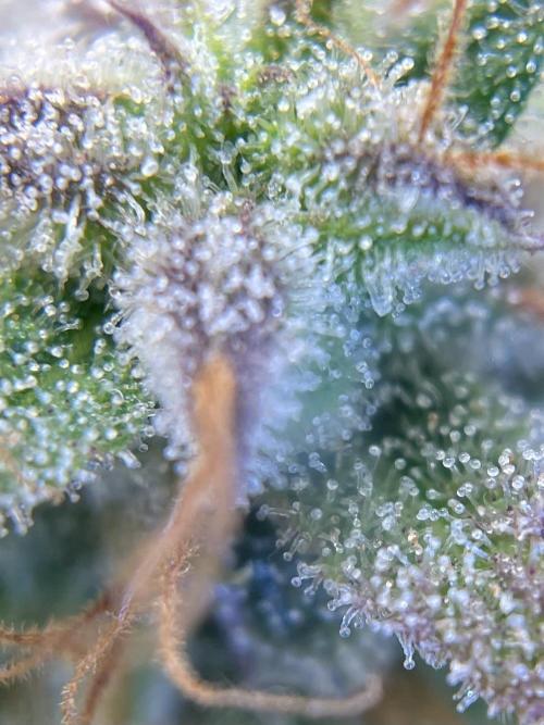 FBuds x Biobizz 2.0. Week 10