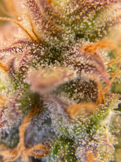 FBuds x Biobizz 2.0. Week 10