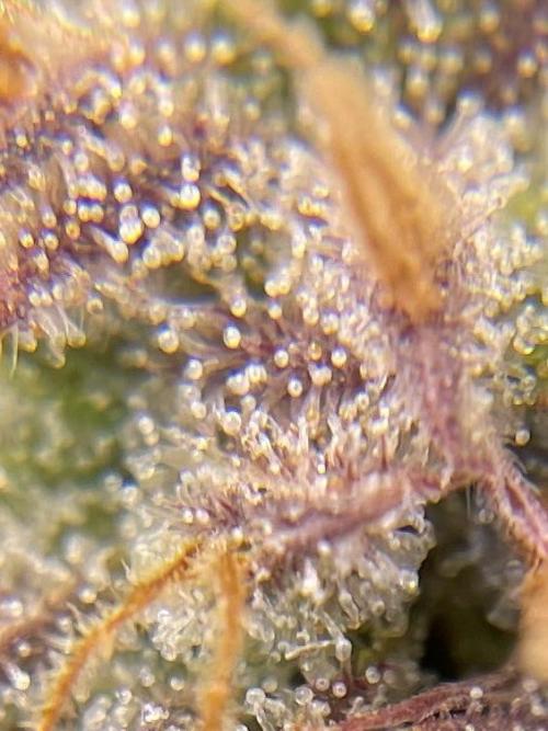 FBuds x Biobizz 2.0. Week 10